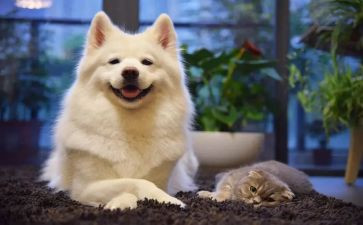 幼儿园真开心教案5篇