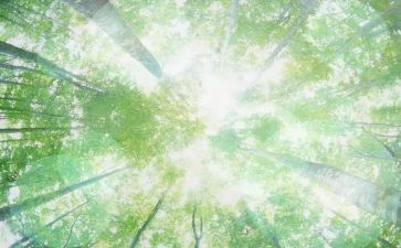 空气的污染调查报告7篇