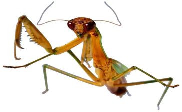 昆虫急读后感7篇