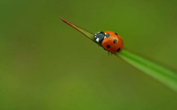 昆虫拥读后感优质5篇
