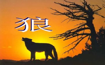 《狼》读后感50字7篇