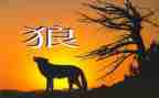 《狼》读后感50字参考8篇
