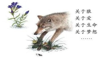《狼王梦》读后感6篇