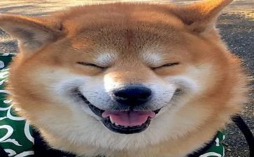 4年级音乐下教学计划8篇