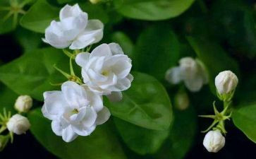 那一朵茉莉花作文7篇