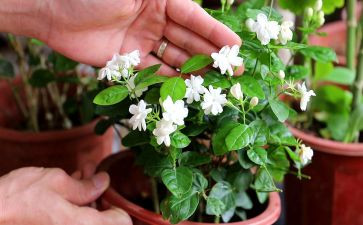 那一朵茉莉花作文5篇