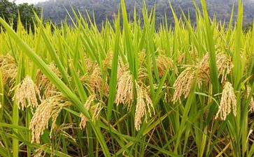 粮食的调查报告7篇