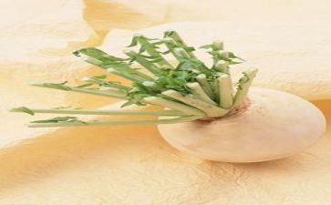 小兔和萝卜教案7篇