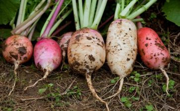 小班大萝卜小萝卜教案5篇