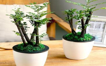 绿色节约演讲稿6篇