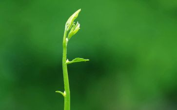 低碳出行绿色生活演讲稿7篇