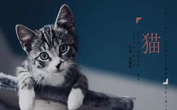 《猫》之我见_演讲稿8篇