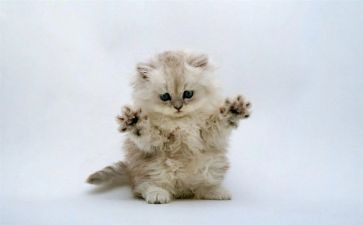 猫读后感100字精选7篇