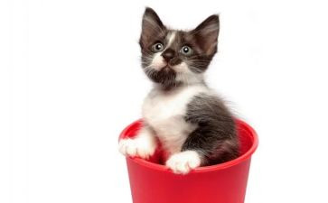 一只想飞的猫读后感读后感6篇
