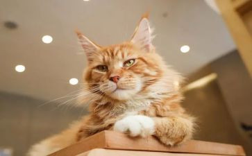 画小猫的教案5篇