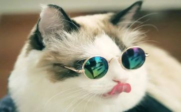 猫姑娘读后感8篇