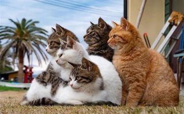 猫读后感600字作文最新8篇
