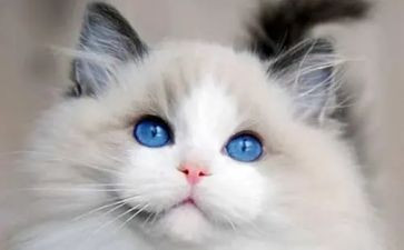 狗猫鼠读后感精选8篇