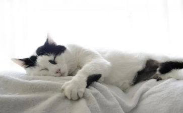 故宫的猫作文最新7篇
