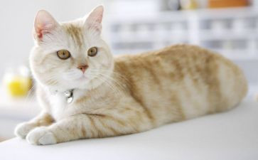 猫的调查报告范文参考8篇