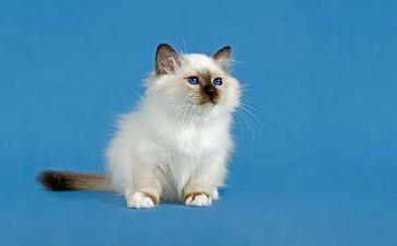故事猫读后感推荐6篇