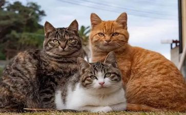熊猫优秀作文优质5篇