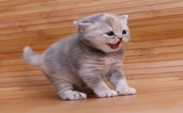猫的健康教案模板5篇