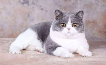 《猫》老舍读后感6篇