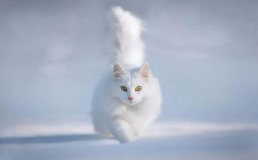 《猫》读后感500字作文参考6篇