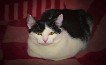 《猫》读后感450字8篇