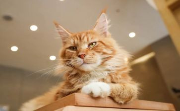 猫读后感范文精选5篇