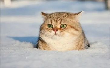大个子老鼠小个子猫读后感5篇