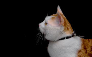 《猫》读后感500字作文模板6篇