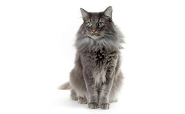 猫和老鼠游戏教案6篇