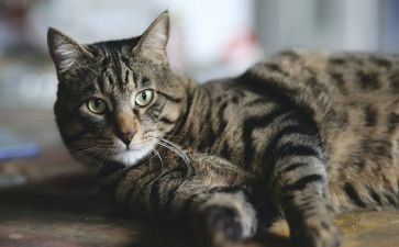 写猫猫的作文7篇