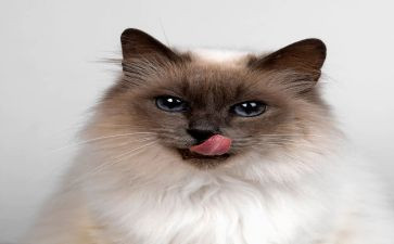 猫武士,读后感8篇
