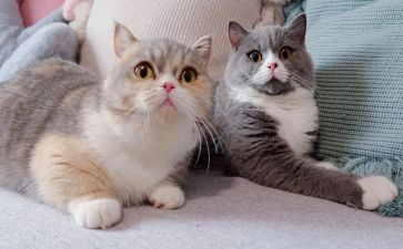 读狐狸和猫的读后感推荐7篇