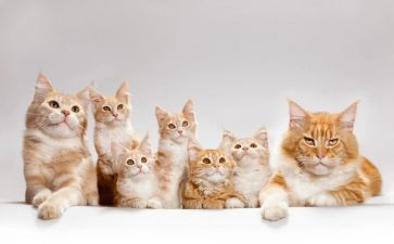 13课猫的读后感7篇