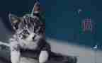 《猫》之我见_演讲稿8篇
