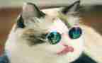 猫读后感600字作文通用5篇