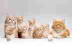 老舍《猫》读后感400字6篇