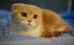 猫王1读后感7篇