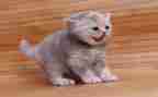 猫的健康教案模板5篇