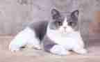 国宝大熊猫作文优质6篇