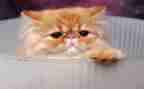 国宝大熊猫作文6篇