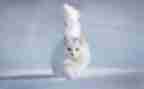 《猫》读后感500字作文参考6篇