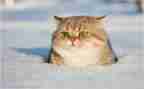 大个子老鼠小个子猫读后感5篇