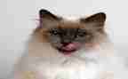 13猫的读后感5篇