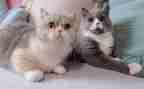 《猫》读后感500字作文推荐6篇