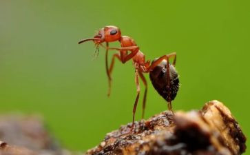 蚂蚁搬豆小班教案7篇